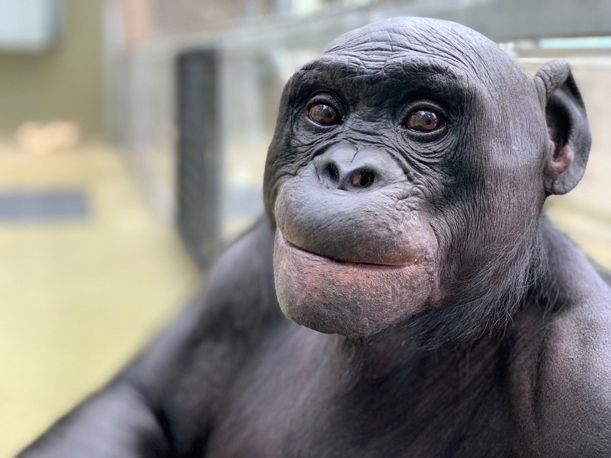 ApeInitiative's tweet photo. DYK Kanzi is turning 42 years old at the end of the month?! Help him celebrate the big day with a donation in Kanzi’s honor 💛

#Bonobo #GreatApe #Legend #GOAT

https://t.co/DAfvwUqvnr https://t.co/6S87YPXYfd