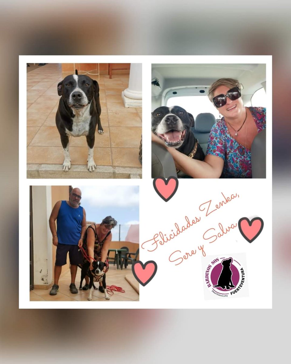 BardinosS's tweet photo. "Cuando #acoges a alguien en tu hogar, debe ser para #siempre "
los papás de #Zenka hoy han formalizado su #adopcion
Gordita, viejita, #PPP,no sociable con otros perros.Tenía todo para acabar su vida Sin una familia
Por suerte, Sere y Salva han aparecido en su camino
#ADOPTADA❤️ https://t.co/G9GTIx7745