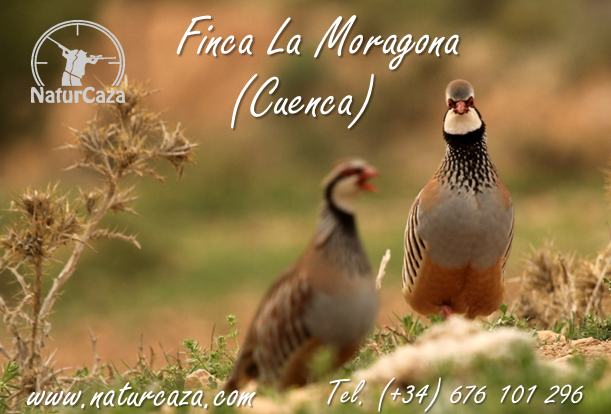 COMIENZO DE TEMPORADA 🏹: Otro año más comienza la temporada de caza, cargada de ilusiones y expectativas. Esperamos que disfrutéis de grandes jornadas de caza.
🛡️ No debemos olvidar las medidas de seguridad en el campo ¡Viva la Caza! 🐰🦌🐗
☎️ 676101296 o naturcaza.com