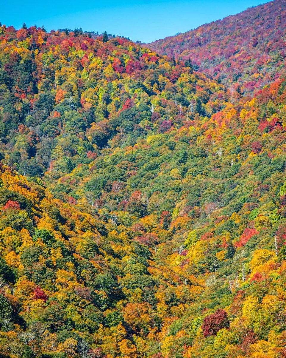 NC Smoky Mountains tweet media