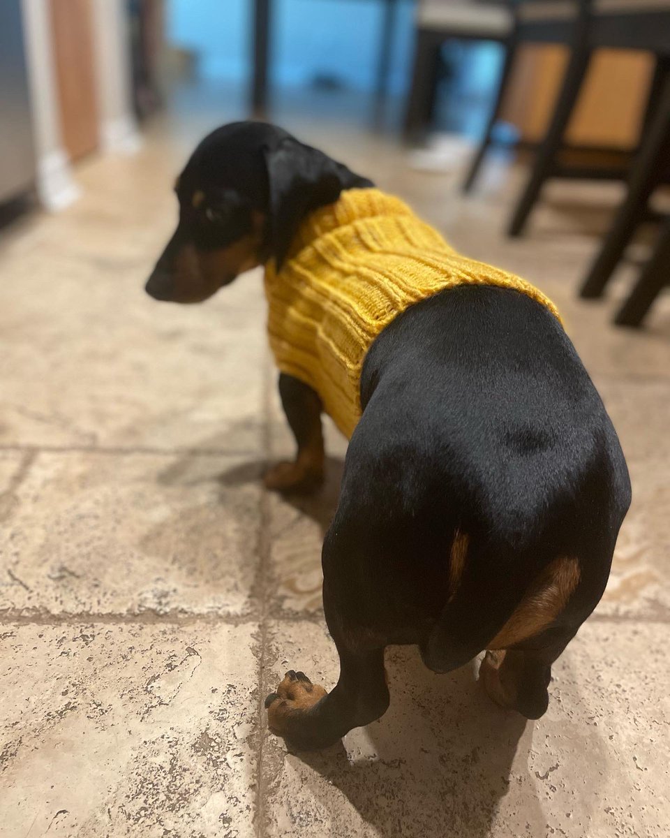 IrishThePen's tweet photo. Guess what? Puppy butt. ๐พ #LilMajor https://t.co/zUJ7Hxs5uB