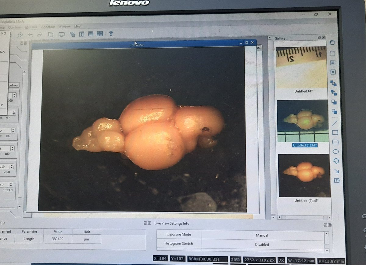 Joshka Kaufmann (@joshkakaufmann) on Twitter photo I love big brains and I cannot lie! 🧠🐟👩🔬 Great start for @hannahadons on her student project looking at salmon brain shape <a href="/uccBEES/">Biological, Earth & Environmental Sciences, UCC</a> <a href="/TomEReed/">Tom Reed</a> <a href="/FishEcoEvo/">FishEyE</a> <a href="/MarineInst/">Marine Institute</a> I love big brains and I cannot lie! 🧠🐟👩🔬 Great start for @hannahadons on her student project looking at salmon brain shape <a href="/uccBEES/">Biological, Earth & Environmental Sciences, UCC</a> <a href="/TomEReed/">Tom Reed</a> <a href="/FishEcoEvo/">FishEyE</a> <a href="/MarineInst/">Marine Institute</a>