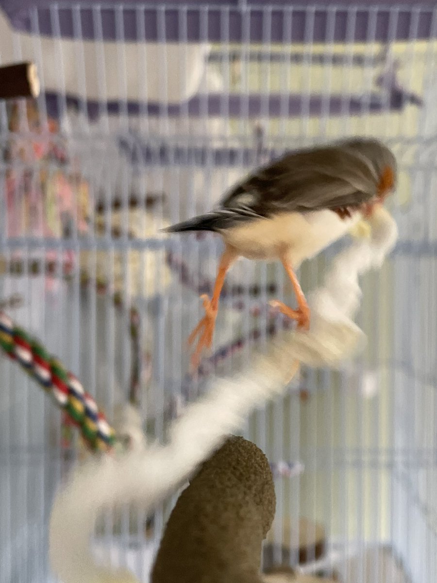 avian_aves's tweet photo. Beep is very excited about his fuzzy yarn 🐥💕🧶 https://t.co/LsAQ1Haeh9