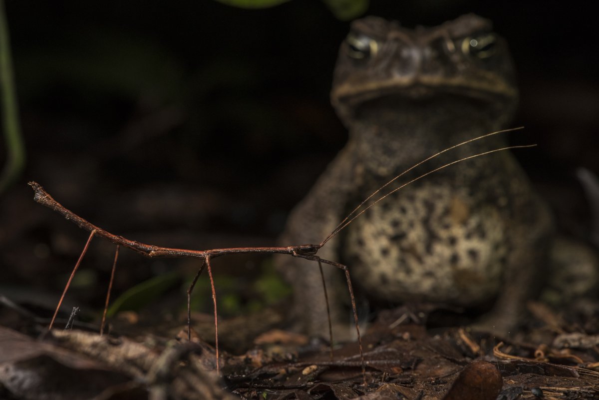 Nice to receive an honorable mention for an image in the prestigious MontPhoto contest. "Sticky Situation" - a stick insect wandered into a perilous spot in front of a cane toad &amp; freezes relying on its camouflage. The toad sits &amp; waits for any movement to signal prey location.