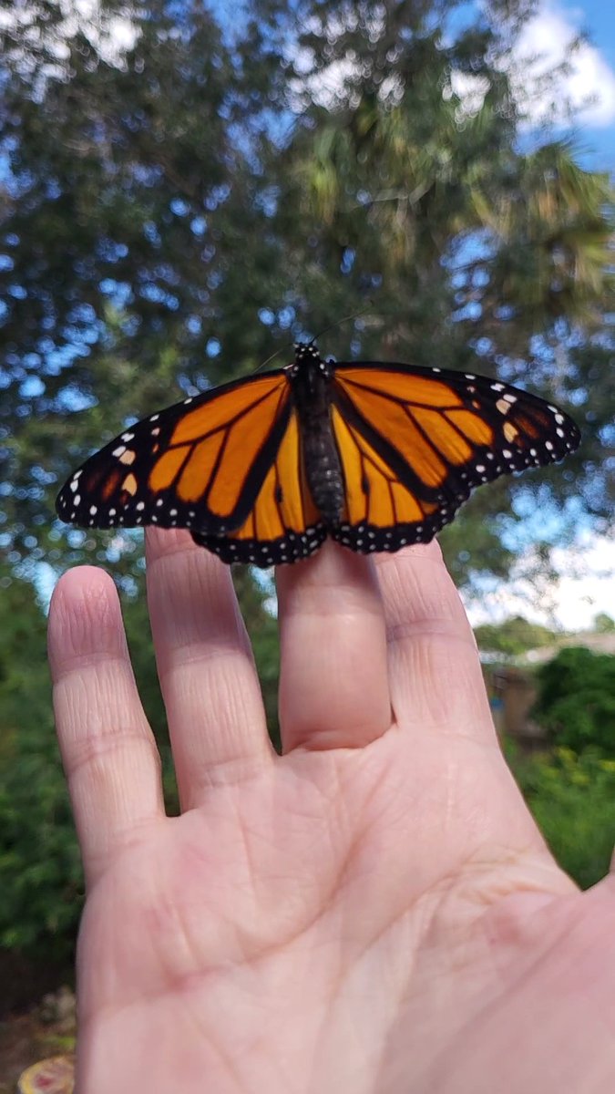 #SaveTheMonarch 🦋
#SaveTheWorld 
Release # 474 ♂️