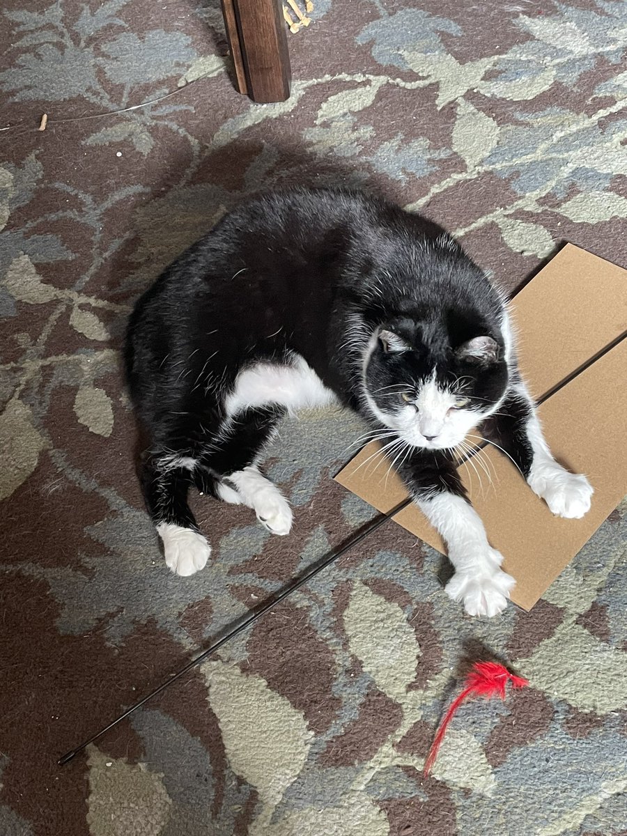 Zomb_Queen's tweet photo. Another round of bloodwork and Olive is OFFICIALLY HEALTHY! Shell still needs fluid until she dies BUT her kidney values are the best they’ve been AND all her other numbers are PERFECT. HALLELUJAH!! https://t.co/Y5xEkQAZix
