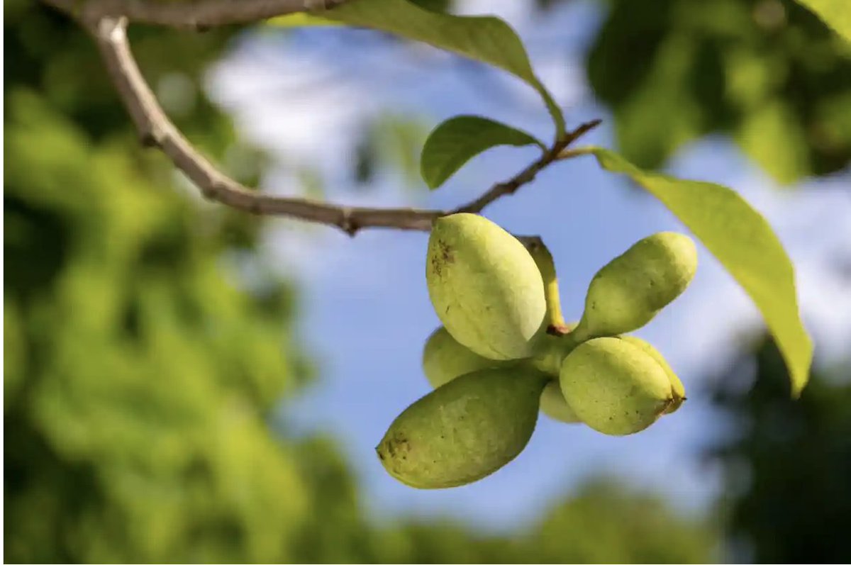 OurFamilyFarms's tweet photo. Pawpaws are a natural hero for the local, sustainable and wild food movements, and people are lining up to grow and cook them.

https://t.co/3REs35jbjm https://t.co/SqfBNztfc0