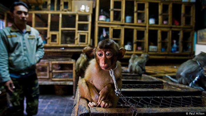 Shalin Gala on X: Devastating wildlife trade: A young monkey chained to a  cage in Bali's horrid bird market after being stolen from the wild and sold  off 💔 Photo Credit: Paul