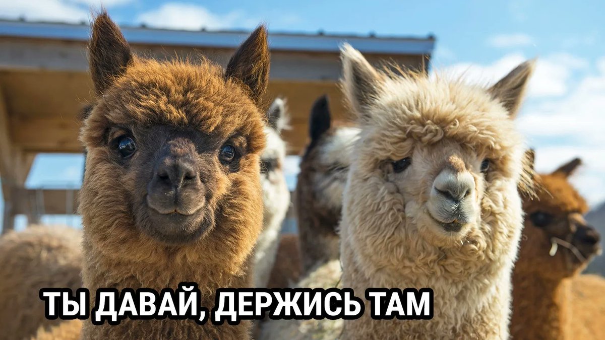 drunktwi's tweet image. Наш преподаватель постоянно рассказывает историю о том, как его приятель бросил семью, друзей и работу, купил себе флейту и уехал в Тибет вязать шарфы из шерсти альпаки.
Я тоже чувствую, что ещё чуть-чуть, и моему психическому здоровью смогут помочь только альпаки и флейта.