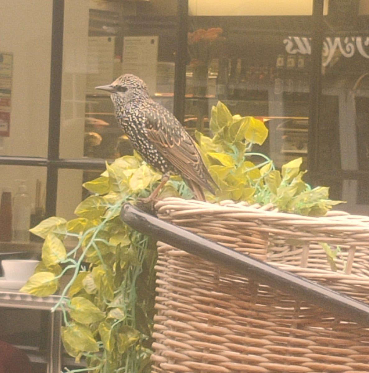 Today sitting outside a cafe in <a href="/RBKingston/">Kingston Council</a> I drank coffee and enjoyed the local wildlife and good conversation. This lovely starling sang away, whilst <a href="/scottkfurlong/">Scott Furlong</a> and me chatted about all things, #Heritage, #Recruitment and life. An enjoyable morning. #LocalCommunity #RSPB