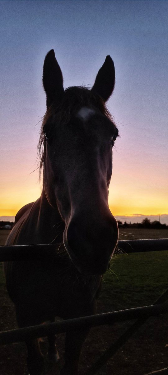 alisonwilson15's tweet photo. Friday night vibes β¨οΈ #sunset with this #dude π₯° a beautiful #autumn evening to be outside as the sun disappears πππ x #lifewithhorses #equinelove #irishdraughtcrossthoroughbred #idxtb #myworld #October2022 https://t.co/MRJiTLYHUr