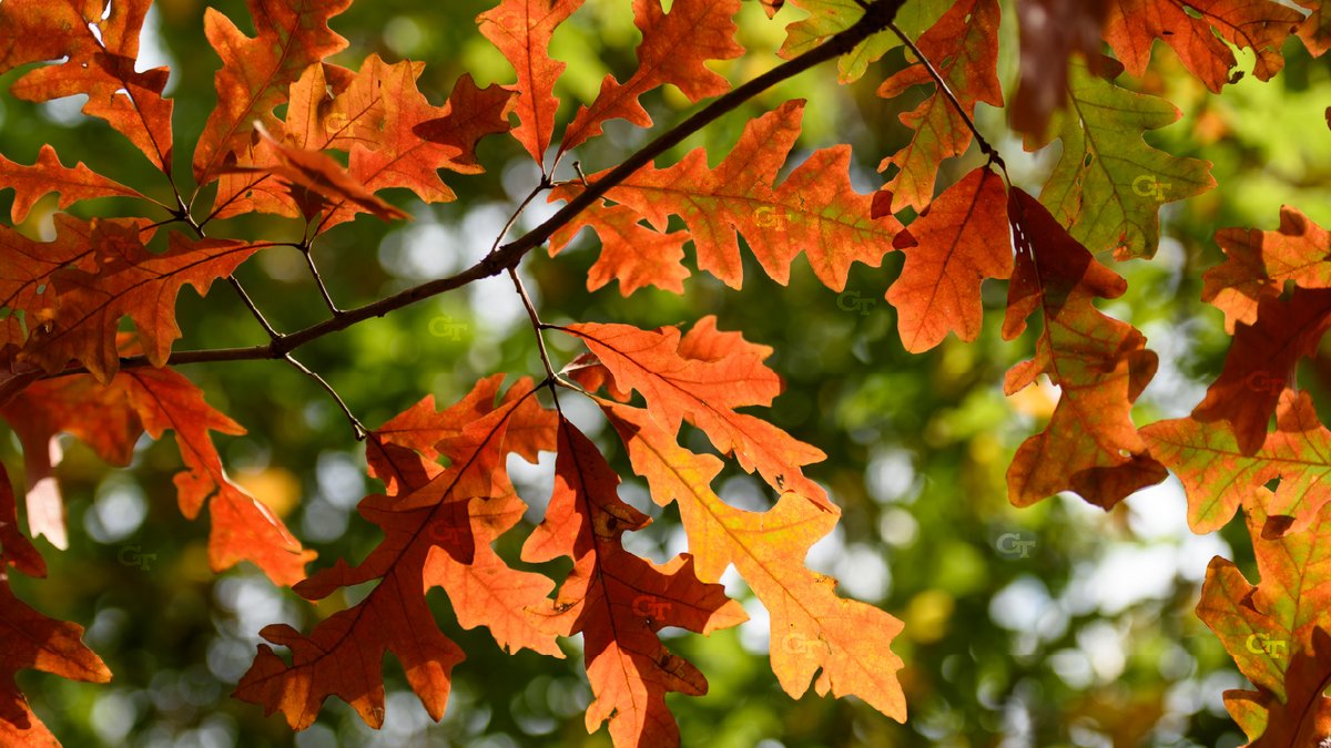 Georgia Tech Human Resources tweet media