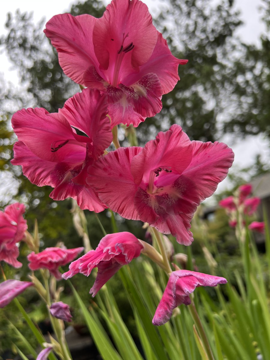 There is a lot of #stress in the world.  I cried this morning so I thought maybe you did too. Here is some flower power for the lot of us.  "Glads" #stressrelief #covidblues #sharingiscaring