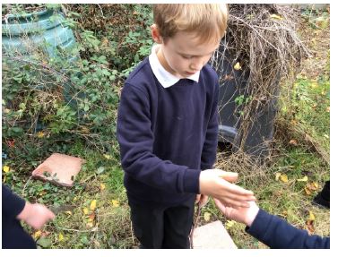 Year 2 have loved learning about microhabitats and macrohabitats this week! #ourenvironment #academicexcellence