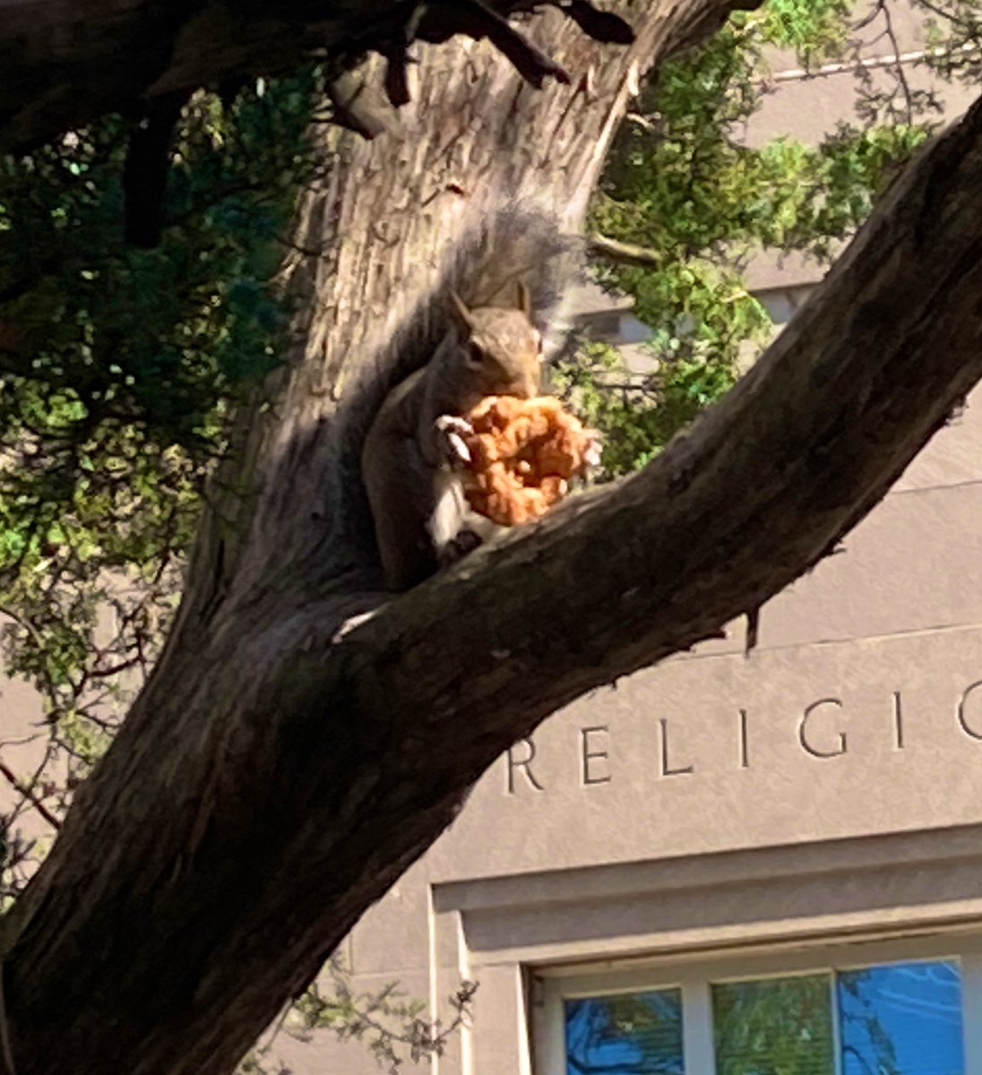 alfederkeil's tweet photo. Saw a squirrel eating a donut on campus. I’m obsessed and jealous. https://t.co/R4O5b4qPCW