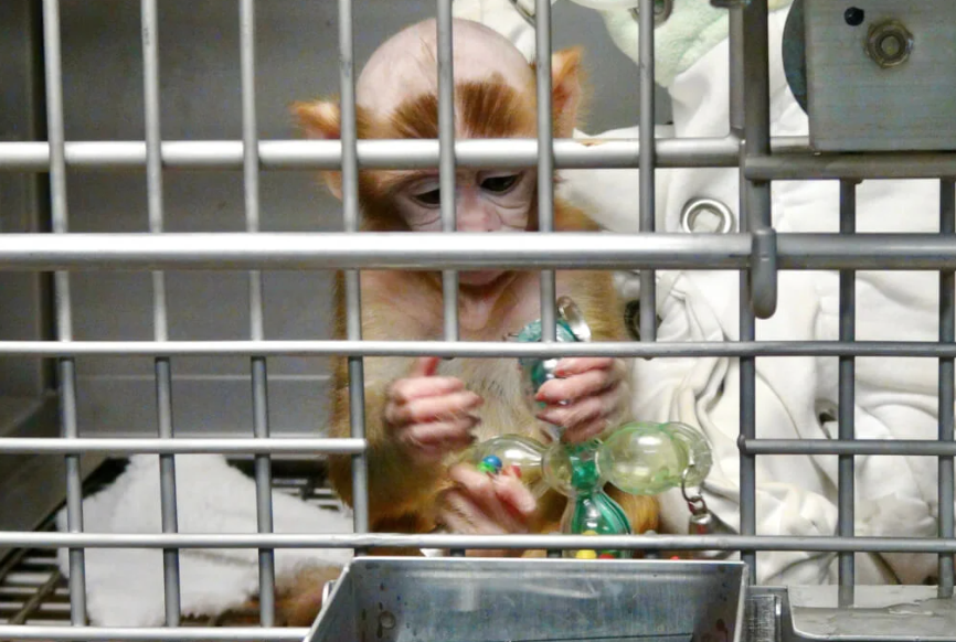 SecretsBedard's tweet photo. In new demand, @PETA urges end of Harvard monkey tests, sewing eyes closed https://t.co/92MKKTnyr4 https://t.co/KG9UWOV0XM