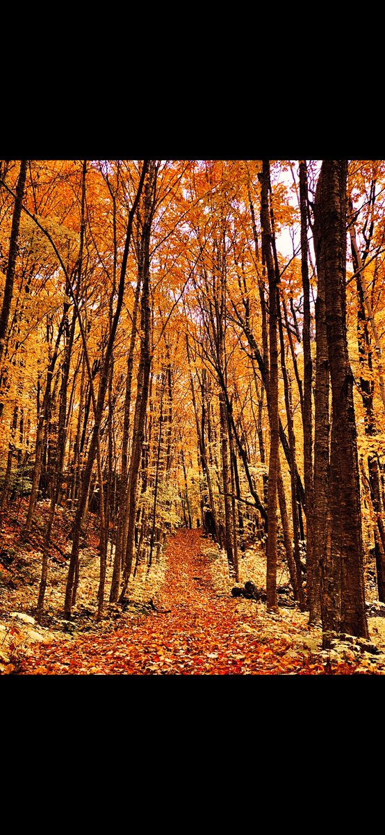 MuskokaCoach18's tweet photo. Follow the yellow brick road
#workview #muskoka #thisisfall https://t.co/ckuAaQpOcb