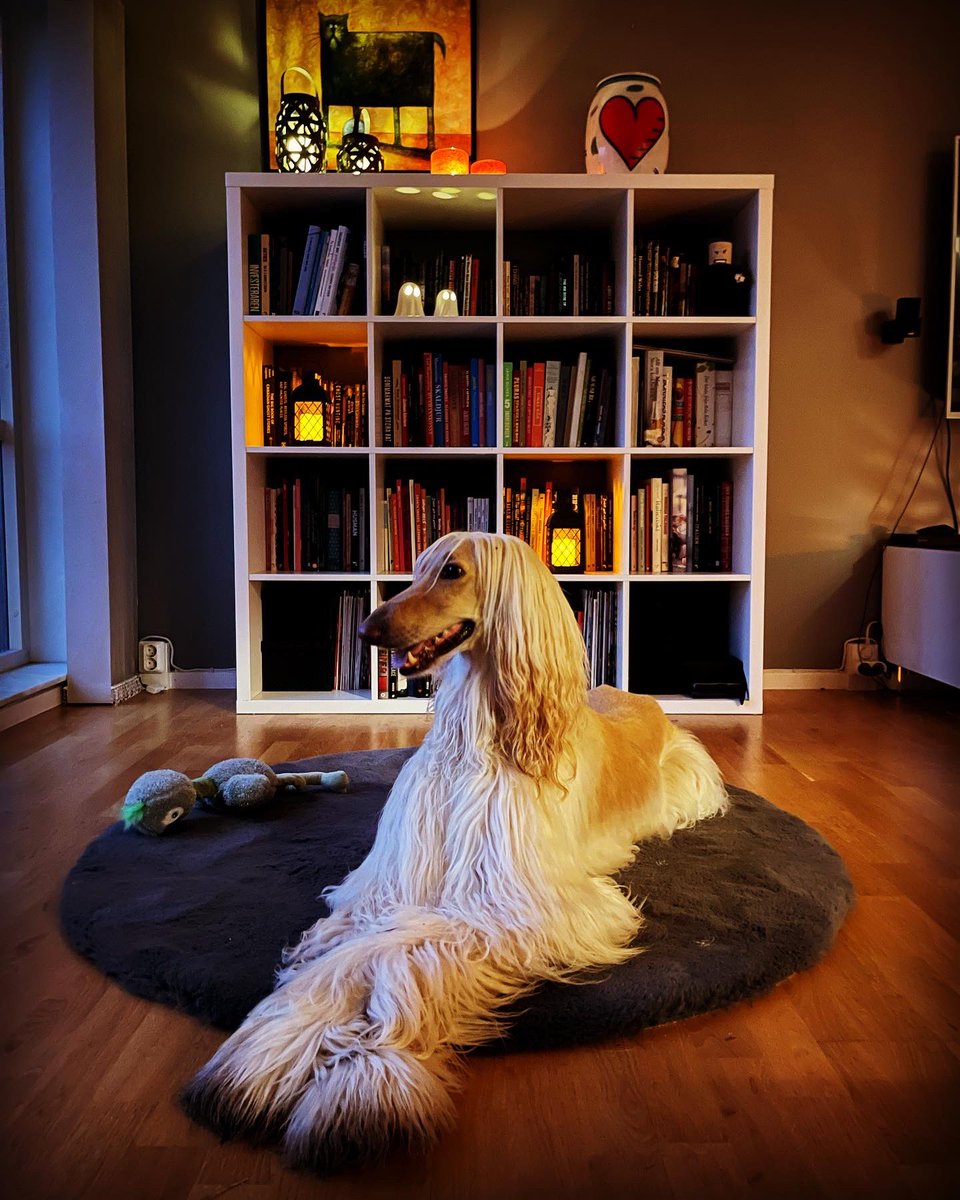 PlymIngrid's tweet image. Legolas and I love the Autumn. Beautiful colours outside and time to put on a warm sweater, light some candles and wait for Halloween. 🍁🎃🍂