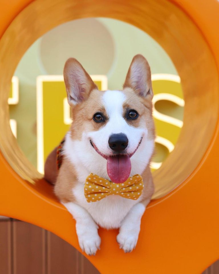 Someone catch me or I will die...
#corgi #dog #corgicommunity #corgilife #corgilovers #corgidogs #CorgiCrew #dogsoftwitter