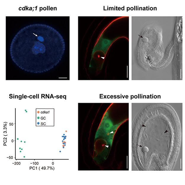 JIPBio's tweet photo. Which came first? Now we know!😉🥚🌱
#JIPB Breakthrough Report: Li et al. reveal that during double fertilization in #Arabidopsis the egg cell is preferentially fertilized.
Enjoy free access!🔓👇
https://t.co/4PUP1EC1Dw @wileyplantsci #PlantSci #DoubleFertilization #EggCell https://t.co/er1iRiSVZQ