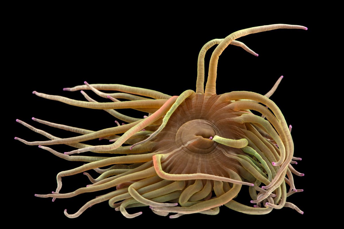 Resembling an unruly platter of pasta, this Mediterranean snakelocks sea anemone uses more than 200 sticky, stinging tentacles to find and consume prey that are often too large for other anemones to tackle. Some of their favorites include sea snails, fish, and prawns.