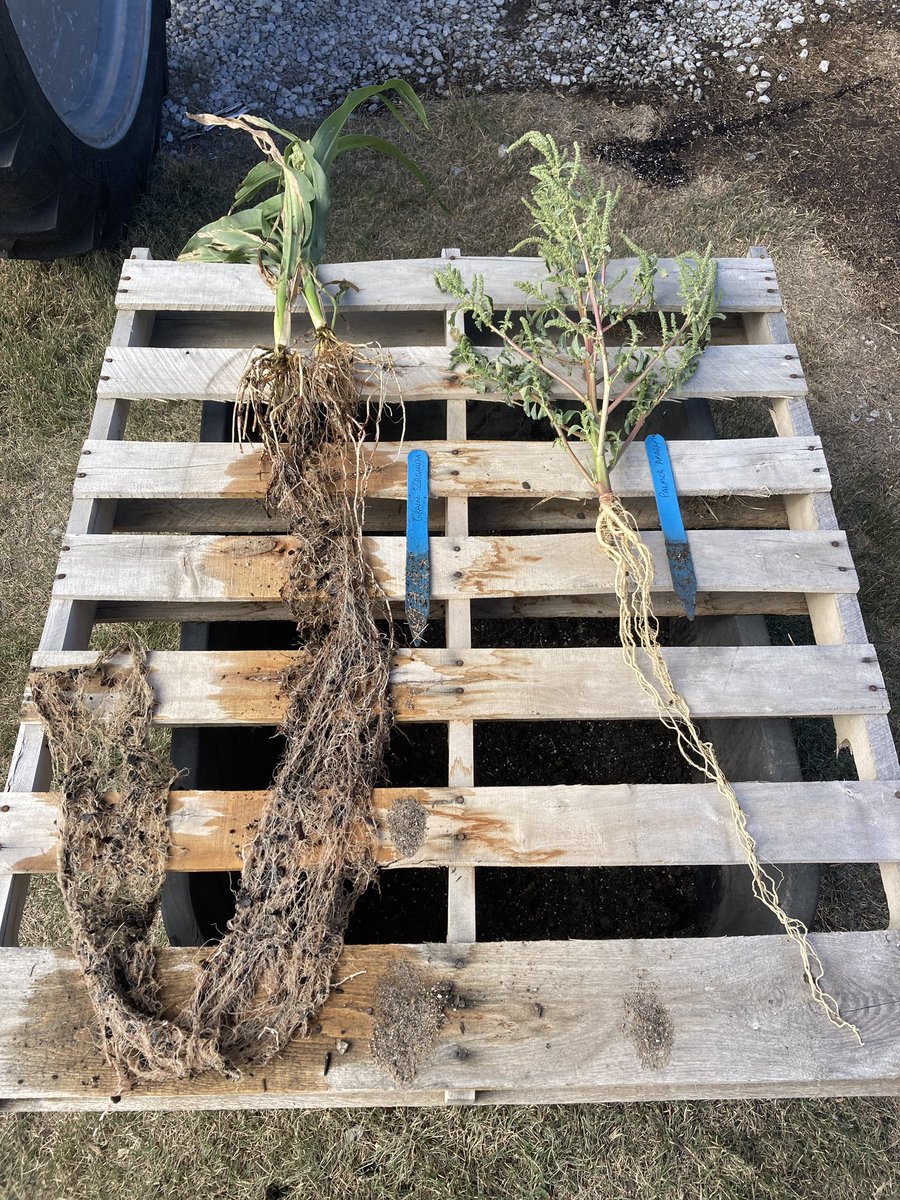 Our #root project is going pretty well as we start to “harvest” them. Looking at several crops, weeds and cover crops root systems to display @Bayer4CropsGLC this winter. Inspired by @smicrobial_ksu @carbpires 
#Bayer4NE #Sustainability