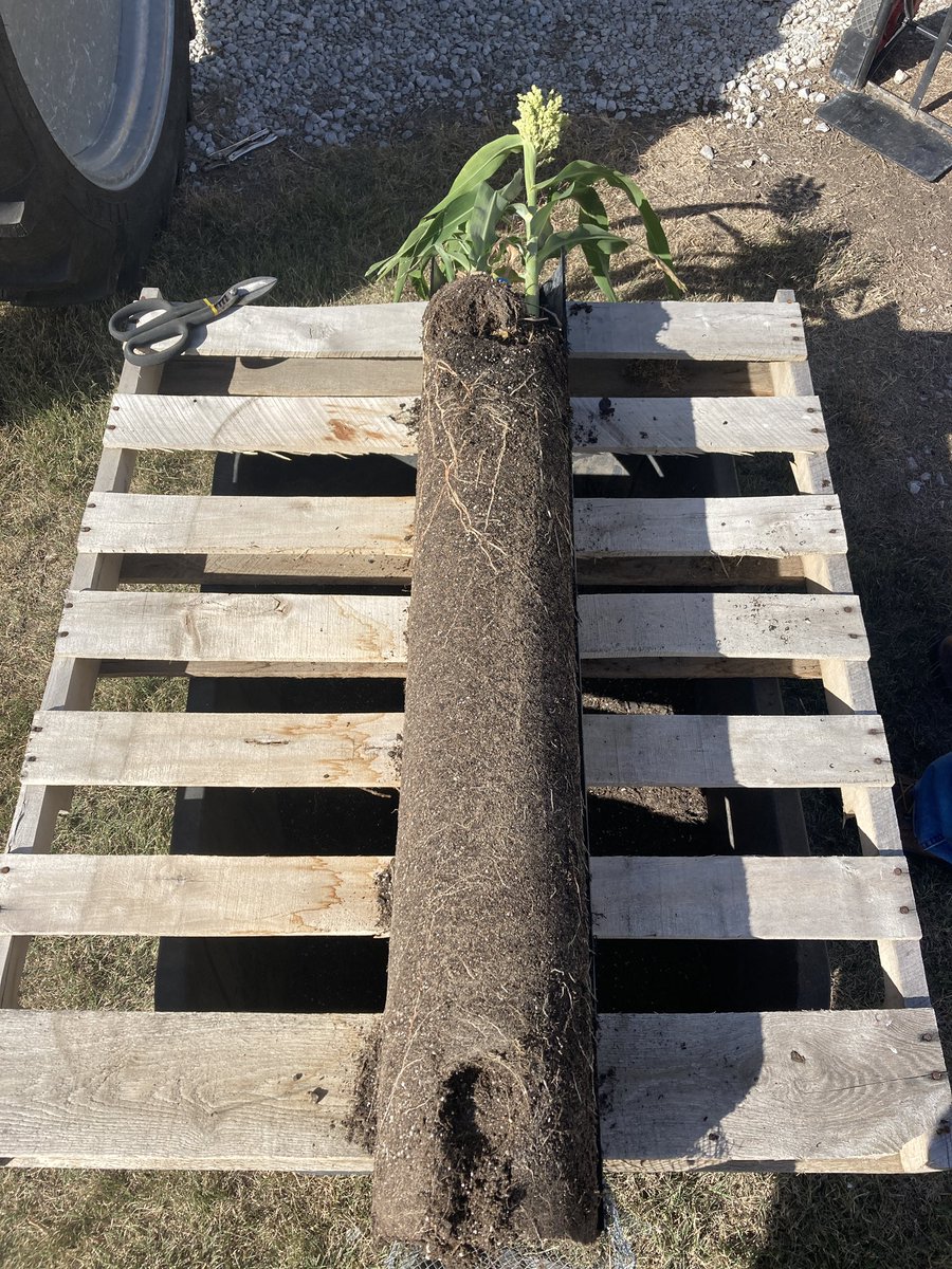 RosaCropCA's tweet photo. Our #root project is going pretty well as we start to “harvest” them. Looking at several crops, weeds and cover crops root systems to display @Bayer4CropsGLC this winter. Inspired by @smicrobial_ksu @carbpires
#Bayer4NE #Sustainability https://t.co/EKm56kWaJl