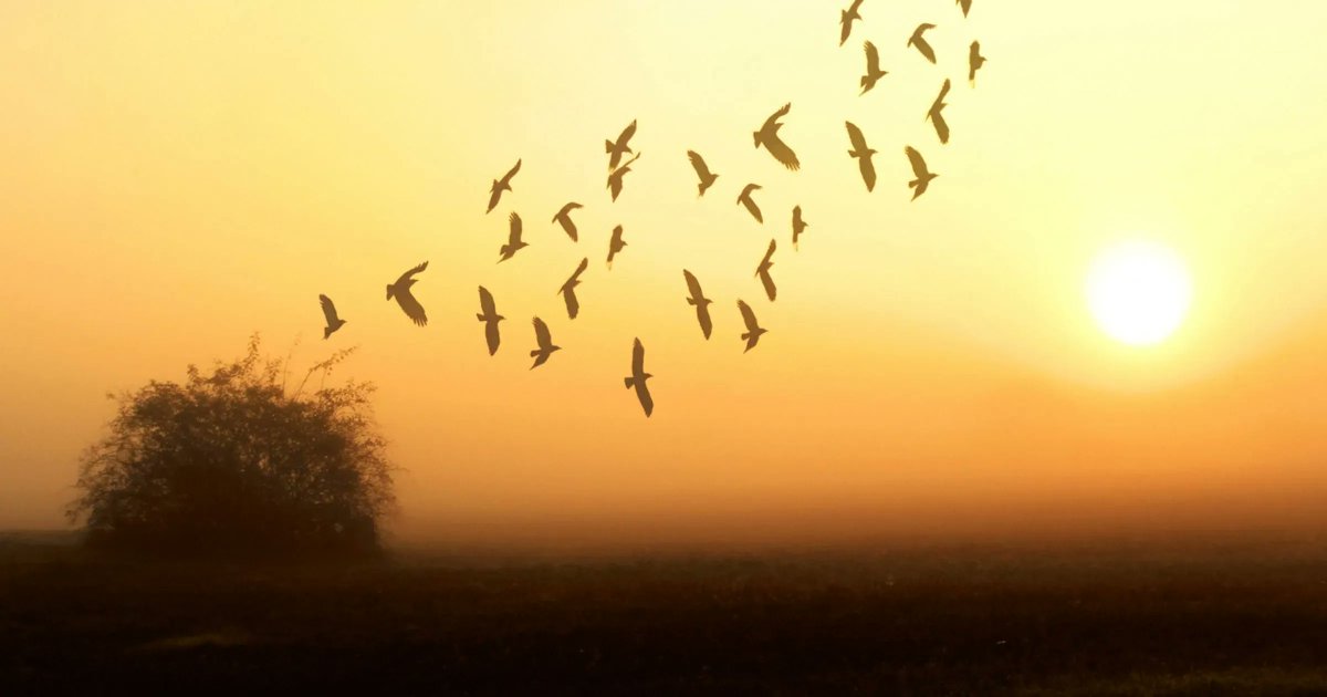 PhippsGreen's tweet photo. Fall migration is well underway for our feathered friends! We often don’t notice our smaller songbirds making their way south until we realize they haven’t been to our feeders. Did you know that is because many actually migrate at night? Read more here: https://t.co/jnd7LFhKr5 https://t.co/ysoKnOfkRa