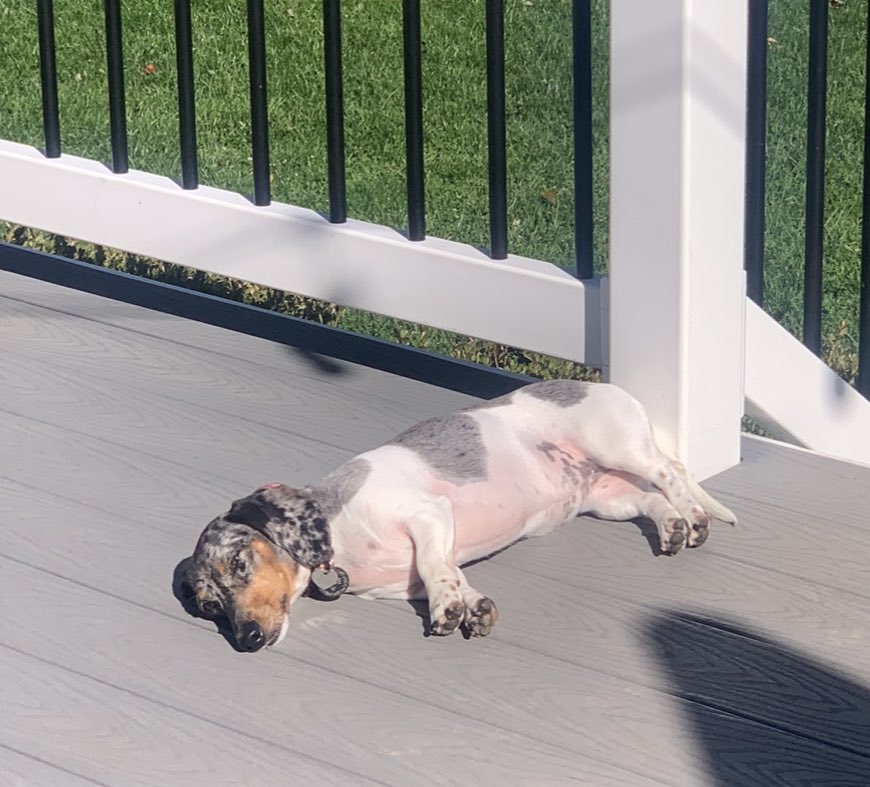Blue the Doxie enjoying a beautiful Fall afternoon in the sun.
