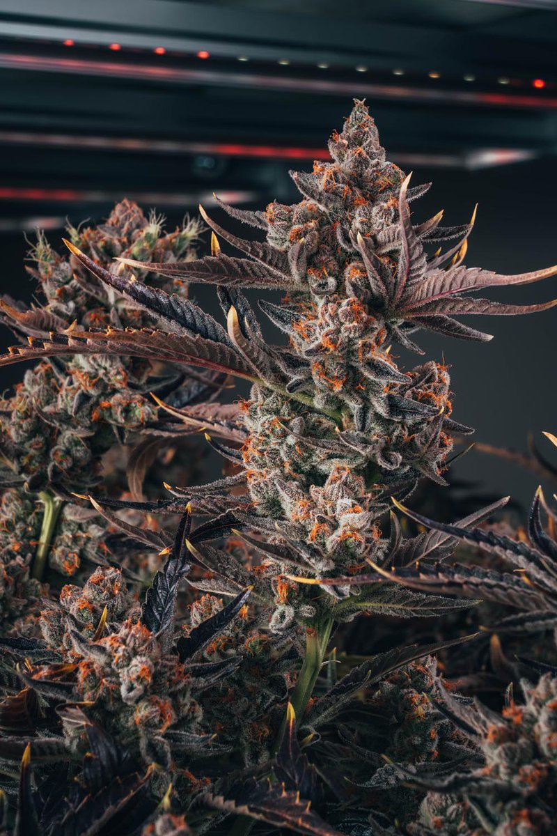 Cake &amp; Caviar’s “Cake” flow through listing is LIVE on OCS! 

Ontario folks, tag your retailers. 

This SKU will rotate strains as available, DM us to be added to the retailer email for the limited drops. 

Wafflebites has landed, coming in at 28% THC, 35% total cannabinoids.