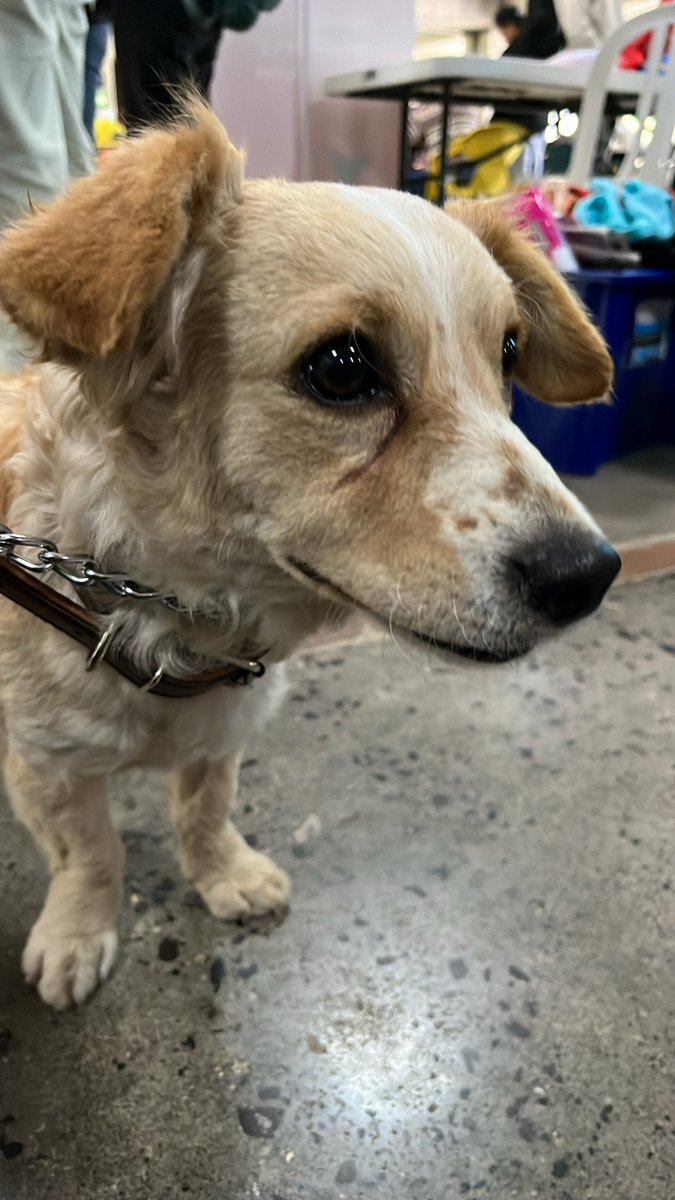 AsociacionesURL's tweet photo. En la café central hay perritos en adopción 🥺
Vengan a verlos 🤍 https://t.co/Mci2NKUq05