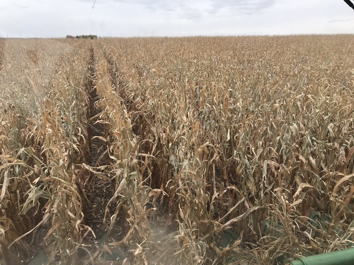 Meaghan Anderson tweet media