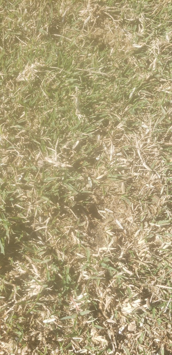 Will Cole CTP tweet media