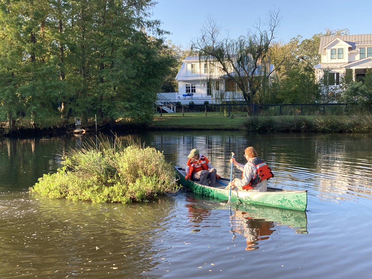 AmyScaroni's tweet photo. Today we harvested the plants from a 3-yr old floating wetland - really cool to see the biofilm that formed on the bottom of the mat! @ClemsonBaruch @ClemsonCAFLS @CUESNews @USC https://t.co/qvozK3SmjV