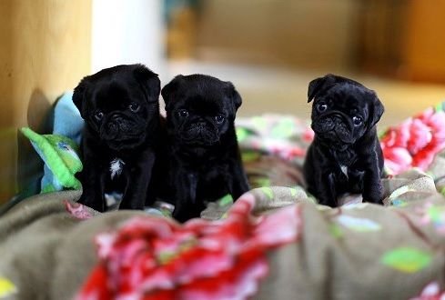 PUGLoversWorld1's tweet photo. Rate this cuteness out of ten...
#pug #pugs #puglife #Hagrid #Nestor #VanGogh https://t.co/uJgLBnadRd