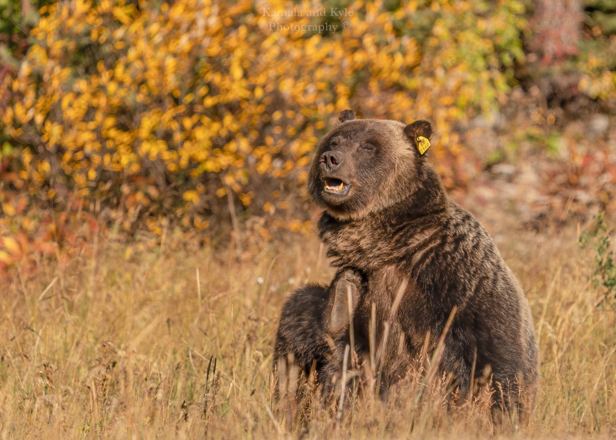KamalaKyle's tweet photo. Modeling her fall earing collection, available now for a limited time!
Grizzly Bear, Oct 2022
#grizzly #grizzlys #grizzlies #grizzlybear #grizzlybears #ursusarctoshorribilis #ursusarctos #brownbear #canadianbears #bearsofcanada #canadabear #canadabears #autumnvibes #autumn #fall https://t.co/Wq8BX5d4cn