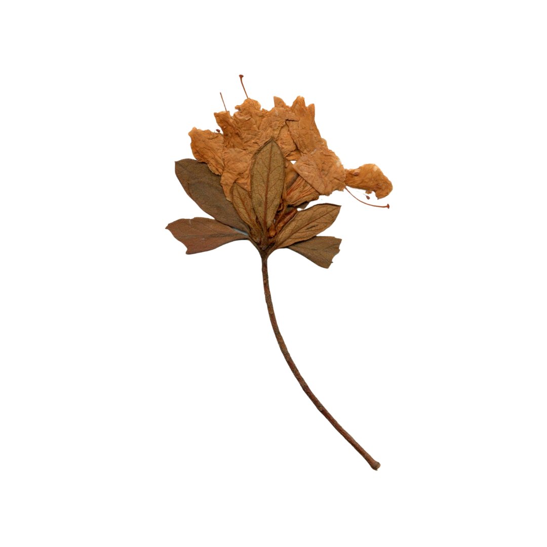 Oakland Public Library: Found in a Library Book tweet media