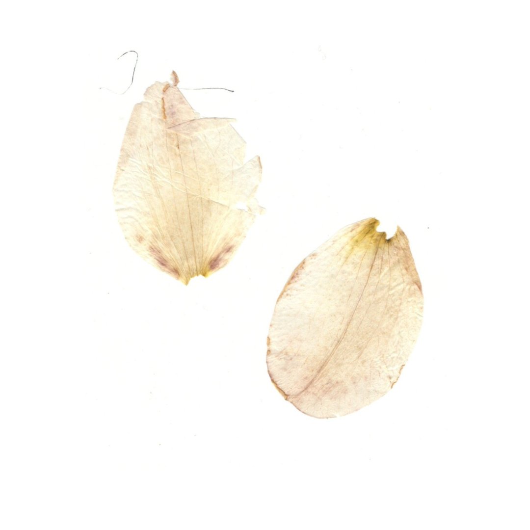 Oakland Public Library: Found in a Library Book tweet media