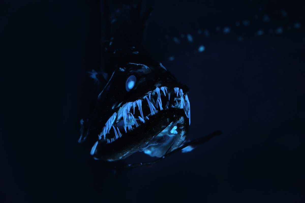 Anoplogaster_'s tweet photo. 17 days from Halloween so here’s another #FreakyFish.
Idiacanthus (Black Dragonfish) and other dragonfishes have bioluminescent chin barbles! These barbles are based on the urohyal bone and are hypothesized for luring prey and communication. https://t.co/gr7uxgxKVH
