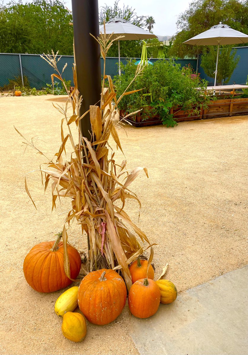 So fun to be able to grow our own Halloween decorations in the ⁦<a href="/AEWrightMS/">A.E. Wright MS</a>⁩ ⁦<a href="/LVIS_LVUSD/">Las Virgenes Independent School (LVIS)</a>⁩ garden! ⁦<a href="/LVUSD/">LVUSD</a>⁩