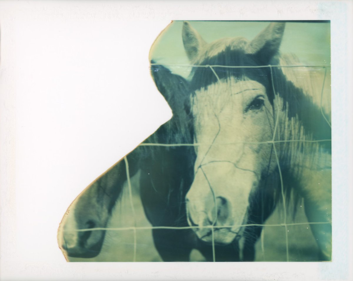 canned_hamm's tweet image. Polaroid 669 expired 1999
Polaroid 180 Land Camera

#polaroid669 #instantfilm #polaroidfilm #expiredfilm #colorfilm #horse #landcamera #instantphotography