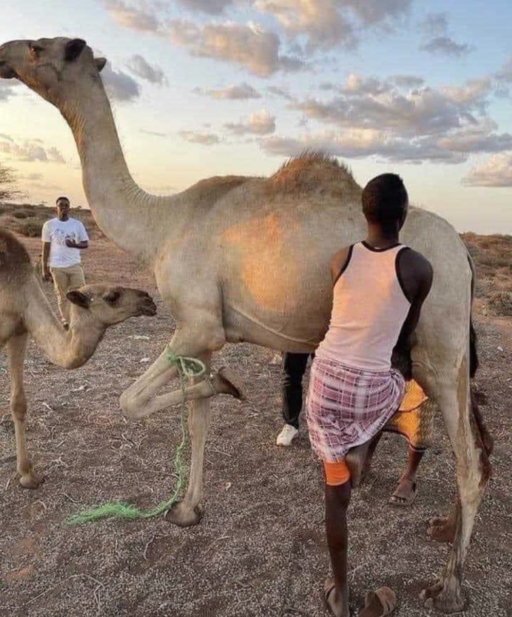 Asmali77's tweet photo. Do you know the reason as to why the front leg of a camel is tied like this? @AwJeffers https://t.co/EjAHpPEYs4