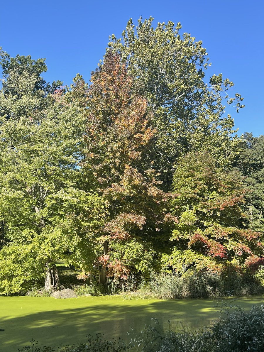 DavidHillNYC's tweet photo. #bltree https://t.co/lzKL4LEU1b