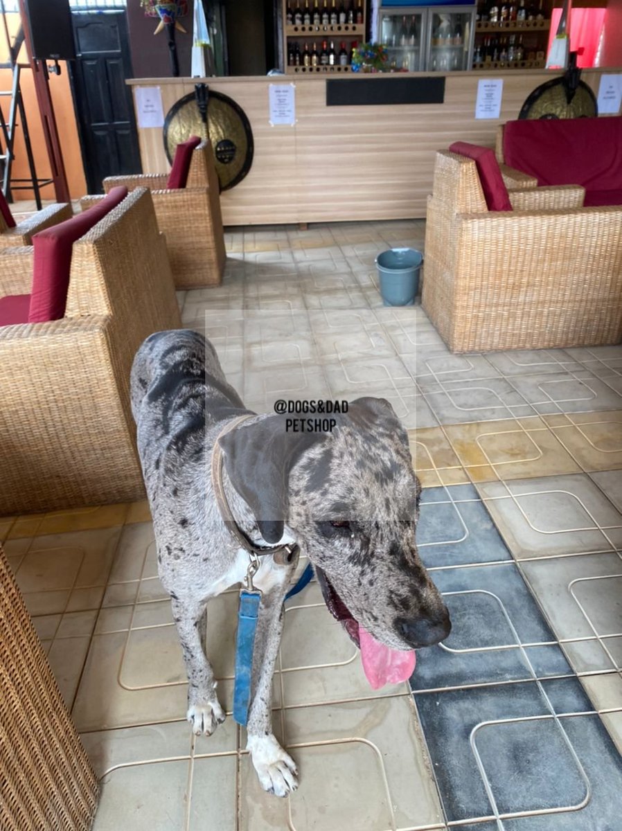 Great Dane!
Puppies available for new home 🏡 
Link up +233244918936
Location Nungua Buade Estate.