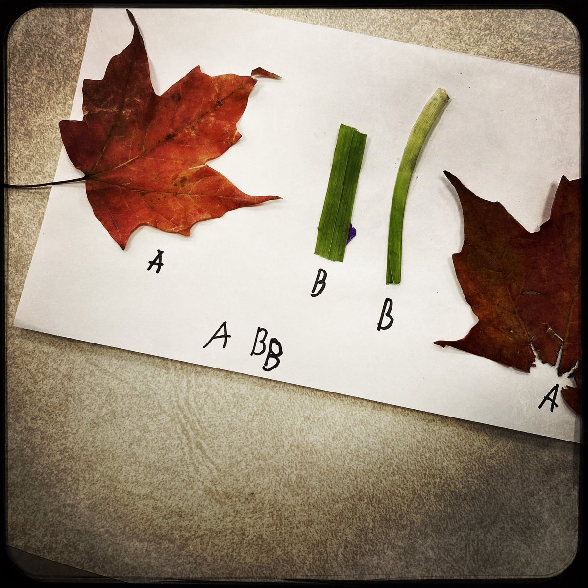 Shauna Read tweet media