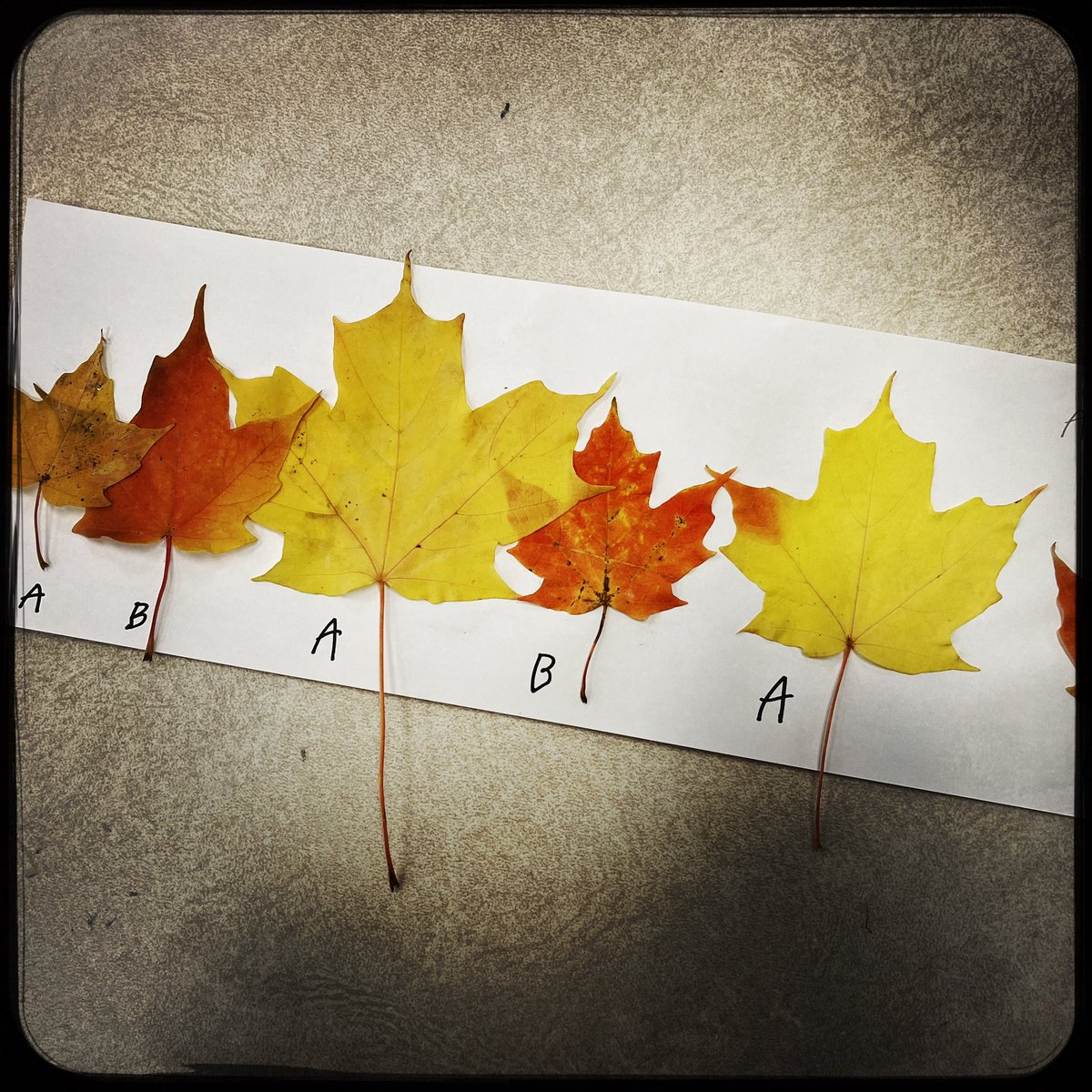 Shauna Read tweet media