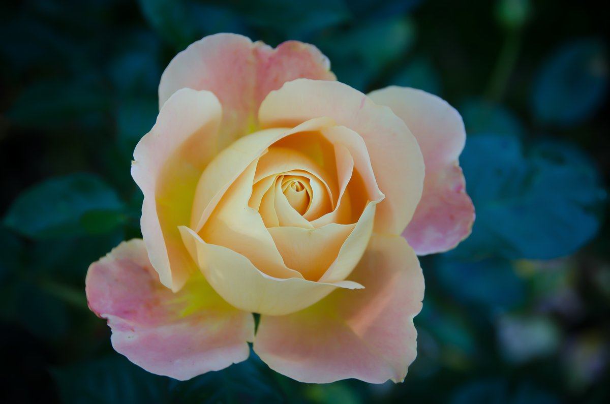 PeterMortifee's tweet photo. Is there anything quite as intoxicating as the delicious fragrance of a beautiful rose? #reflectionsonwellbeing #rose #naturalbeauty https://t.co/Roj71K0LRu