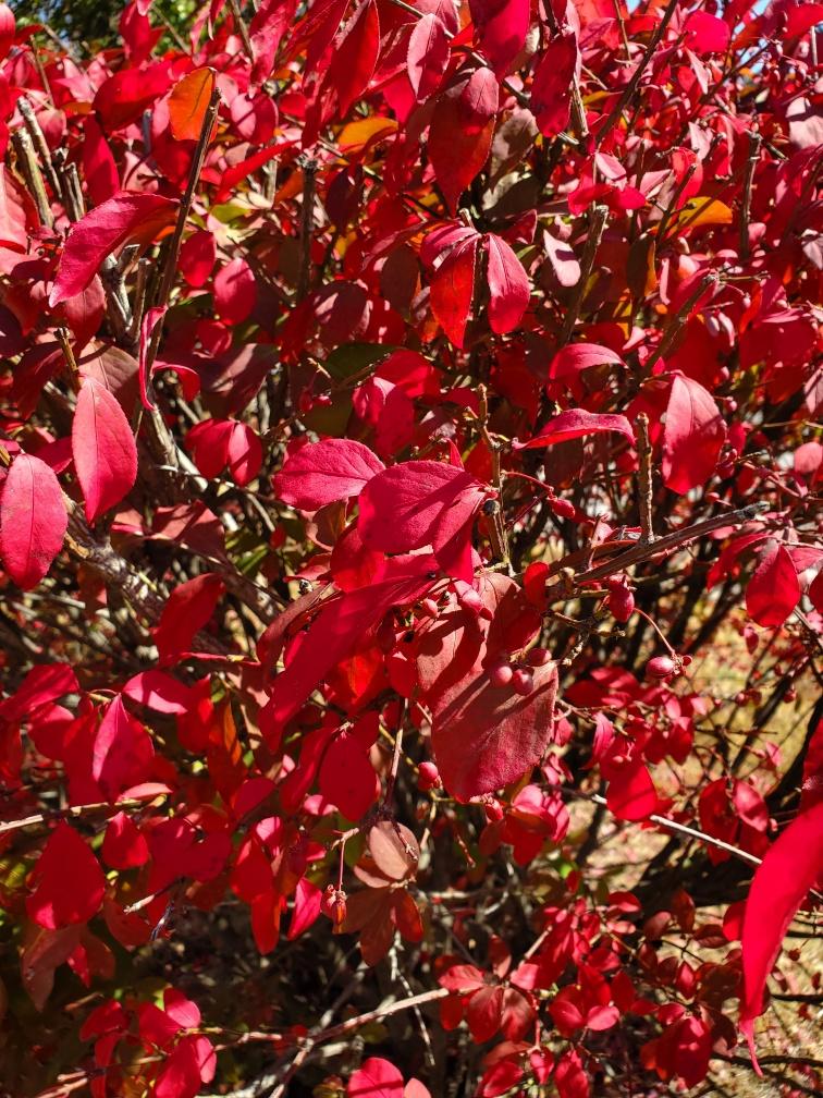 KeepCB's tweet image. Beautiful Fall Colors on Homecoming Weekend to enjoy!📣📣 GO SALUKIS!!
LET'S GO 4 and 0 in conference play!
We Appreciate all our volunteers who make our city more enjoyable!!👏👏💚🌳💚