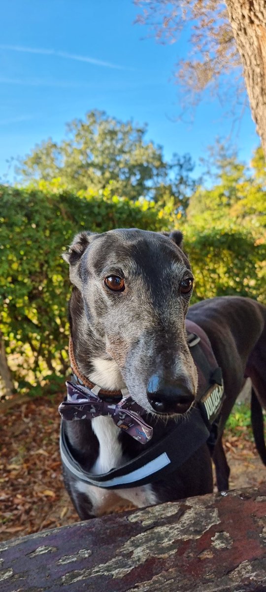 MaxGreyhoundUK's tweet photo. Friends. I was taken to see the Vet'n'Hairy man today by dad! I am betrayed! I had 2 needles, a pill the size of a satsuma and medicine UP MY NOSE!! This will not do, prepare for damp shoes, dad. You've only got yourself to blame. 
#Vetinary #Greyhound https://t.co/446kGXWtZc