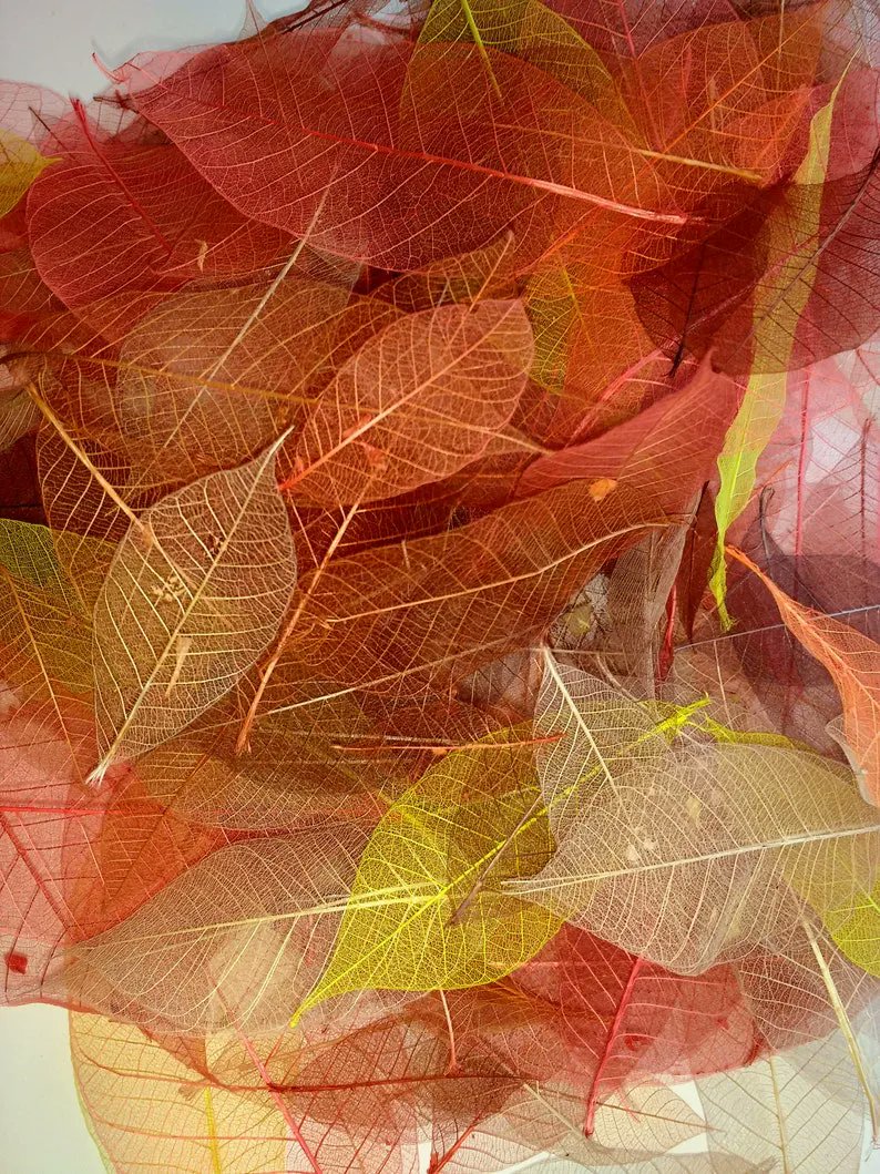 SkeletonLeafJTL's tweet photo. There's still time to buy leaves for your autumn and hallowe'en displays and parties. This has been a best seller over the last couple of months. https://t.co/uf0Xz2CXw7 https://t.co/eaujaoZJeZ